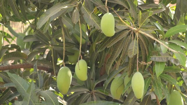 Mangoes on the tree gujarat india. Mango fruit agriculture, of raw green mango fruit bunches hanging on the branches of mango tree, agriculture industry concept mango fruits hanging on mango tree.