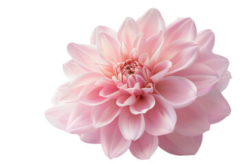 Delicate pink dahlia bloom showcasing intricate petal arrangements in soft natural light isolated on transparent background