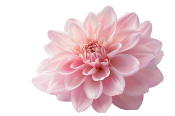 Delicate pink dahlia bloom showcasing intricate petal arrangements in soft natural light isolated on transparent background