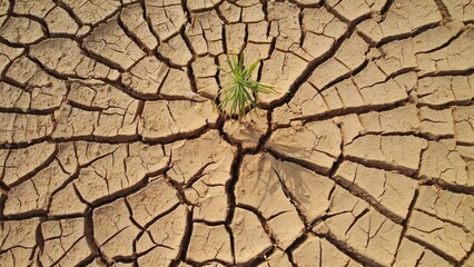 Obraz premium Resilience of a plant growing through drought or hard soil.