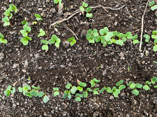 Fresh green seedlings sprout of radish or beetroot in orderly rows across dark soil, showcasing early stages of plant growth. Young leaves emerge in clusters, gardening, healthy eating
