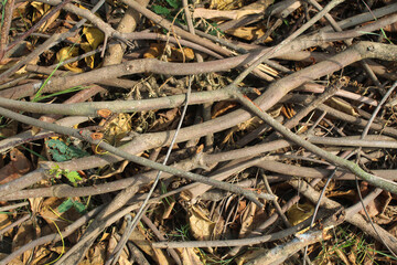 Piles of dry twigs and tree branches on the ground
