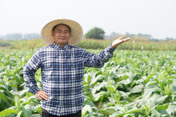 Happy Asian male gardener is at tobacco garden, show hand to present his production. Feel...