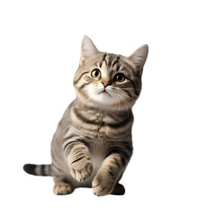 Detailed tabby cat stretching playfully, isolated on white background