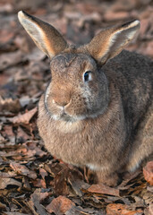Rabbit In Fallen Leaves