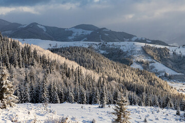 Snow-covered trees on the mountain slopes in the morning
