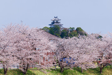 桜