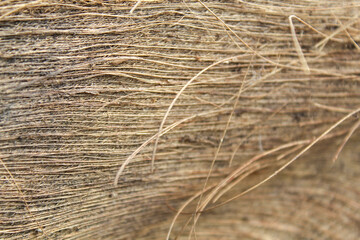 Full frame texture of dried coconut tree stem fibers