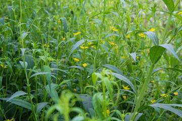 Obraz premium The bush plant (Ludwigia decurrens) blooms yellow, has four petals, and lives in slightly damp places such as swamps and rice fields