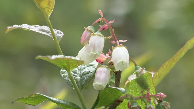 blueberry flower mirtillo fiore
