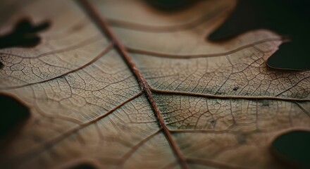 Close-up of Dried Oak Leaf Showing Veins and Texture Detail