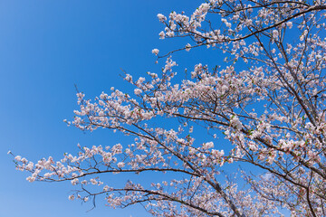春の桜