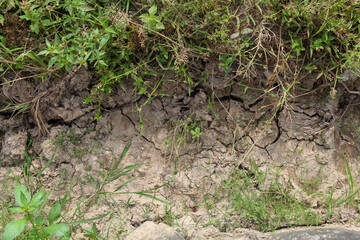 Dry, cracked earth in an agricultural field with sparse green rice plants struggling to grow. The parched soil forms deep fissures, symbolizing drought and water scarcity in farming.