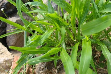 Green wild grass grows abundantly on the side of the road