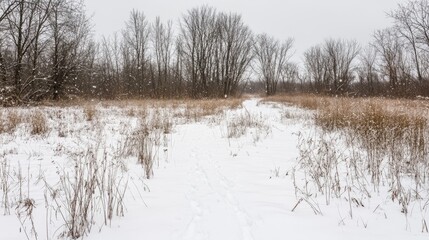 Snowy serenity in a quiet winter scene, where gentle flakes whisper peace