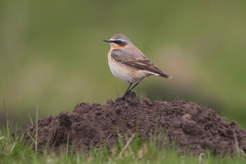 Wheatear bird having returned to the uplands to breed. 