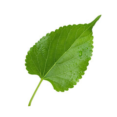 Fototapeta premium Fresh green mulberry leaf with raindrops isolated on transparent background, ideal for graphic projects