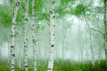 霧の中の新緑のシラカバの林3