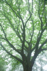 霧の中のナラの大木の新緑7