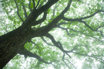 霧の中のナラの大木の新緑6