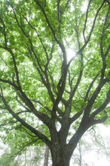 霧の中のナラの大木の新緑4