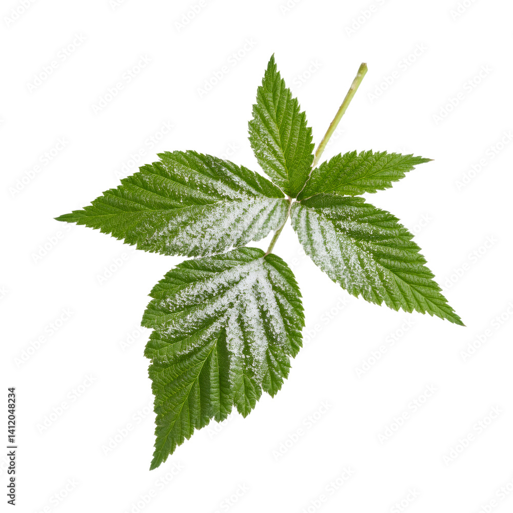Poster raspberry leaf covered with snow isolated on transparent background, with included clipping path