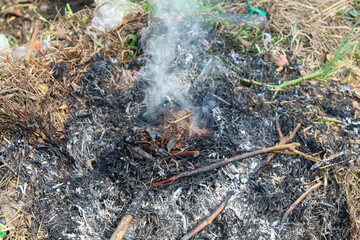 The burnt leaves are black and ash, and smoke is still emerging