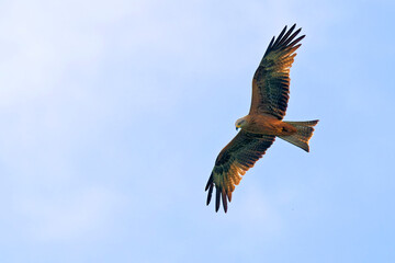 Fototapeta premium Fliegender Schwarzmilan am Himmel