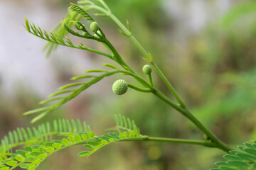 Leaf and flower shoots from lamtoro or petai cina (Leucaena leucocephala)