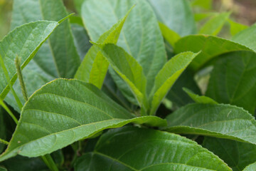 Lush green plants growing in the garden