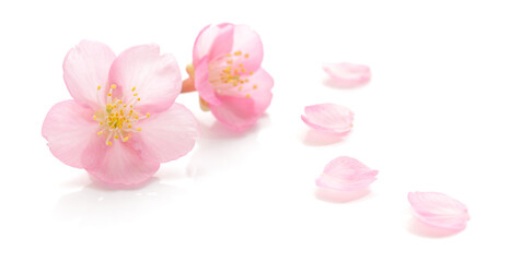 桜 花びら ピンク 春 白 背景