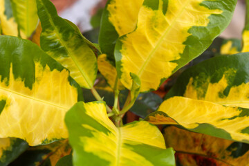 Colorful leaves on the croton ornamental plant for background © Faizal