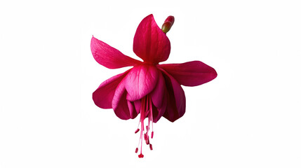 a bright pink flower against a on a transparent background, PNG image, PNG file, Generative art.