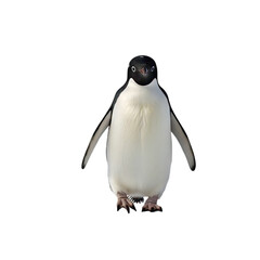 Obraz premium Penguin walking with flippers slightly out, isolated on white