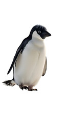 Fototapeta premium Penguin walking with flippers slightly out, isolated on white