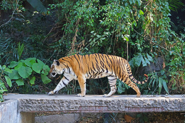 Beautiful Bengal Tiger Walking amongst the Tropical Plants