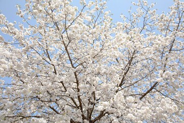 Warm spring is approaching pretty