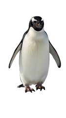Penguin walking with flippers slightly out, isolated on white