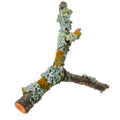 Fototapeta premium Small twig with orange and grey lichen isolated on a transparent background, perfect for graphic design projects