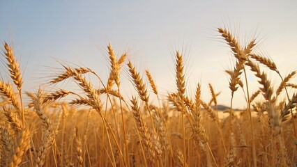 Fototapeta premium Corn crop in a field during harvest season. Bright sunshine highlights the golden grains.