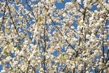 Blossoming branches of a tree against blue sky in spring sunshine.