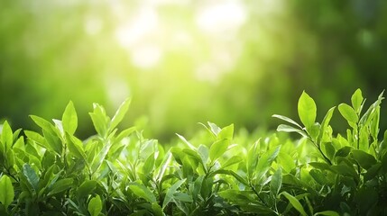 Fototapeta premium A close up view of vibrant verdant foliage bathed in the soft golden light of a serene sunrise in a peaceful rural landscape