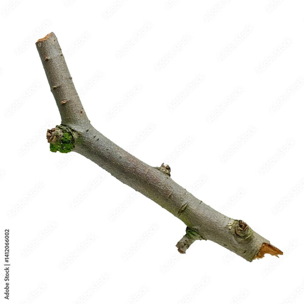 Poster small broken tree branch with texture isolated on a white background with clipping path, ideal for p