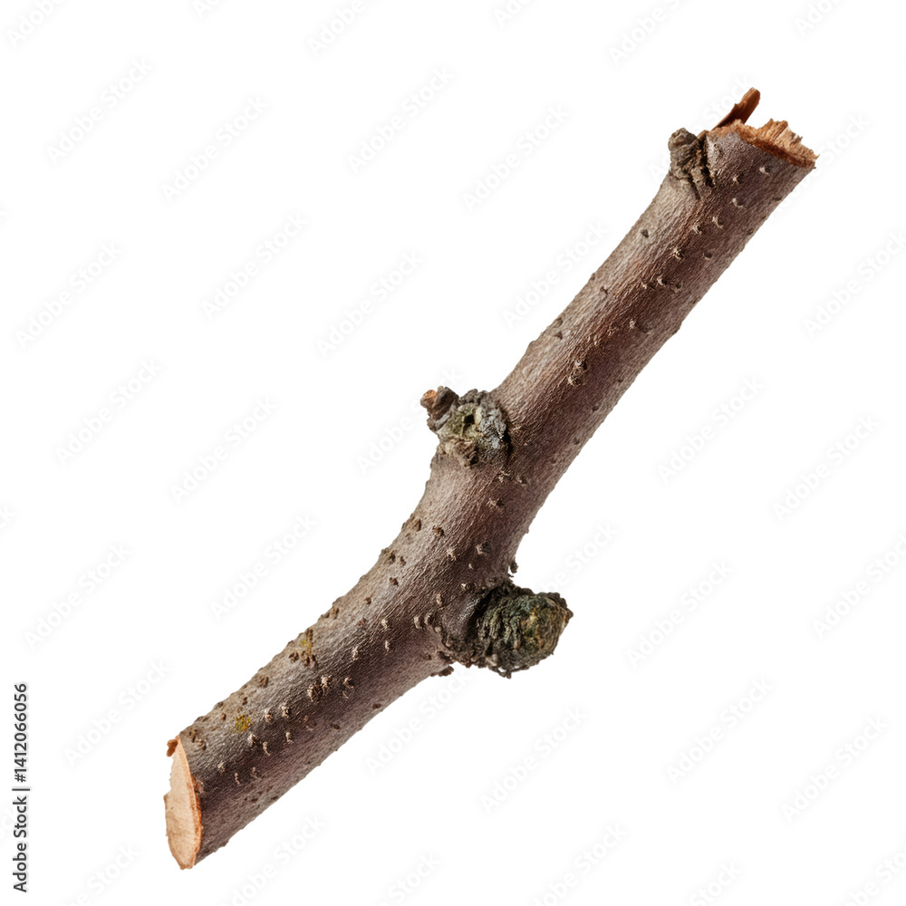 Poster small broken branch with detailed texture, isolated on a transparent background and with a clipping 