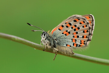Macro footage of yellow butterfly collecting nectar from flowers with its long proboscis.