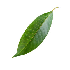 Obraz premium Perfectly floating sapodilla leaf isolated on transparent background, ideal for graphic design projects
