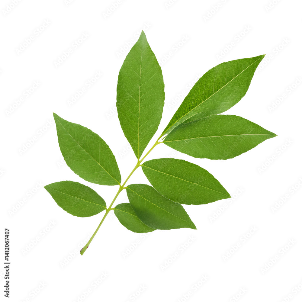 Poster sassafras leaf floating on a transparent background, perfect for graphic design projects