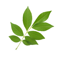 Fototapeta premium Sassafras leaf floating on a transparent background, perfect for graphic design projects