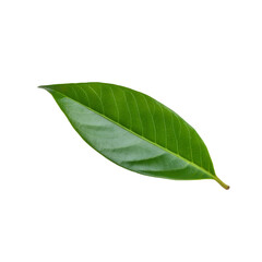 Obraz premium Green soursop leaf isolated, displaying crisp texture against transparent backdrop for design use