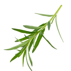 Fototapeta premium Tarragon sprig floating on a transparent background, perfect for food and beverage visuals